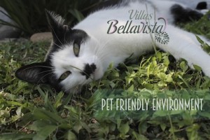 Pet-Friendly-Villas-Bellavista