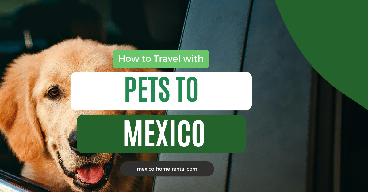 mexico-home-rental-traveling-pets-mexico